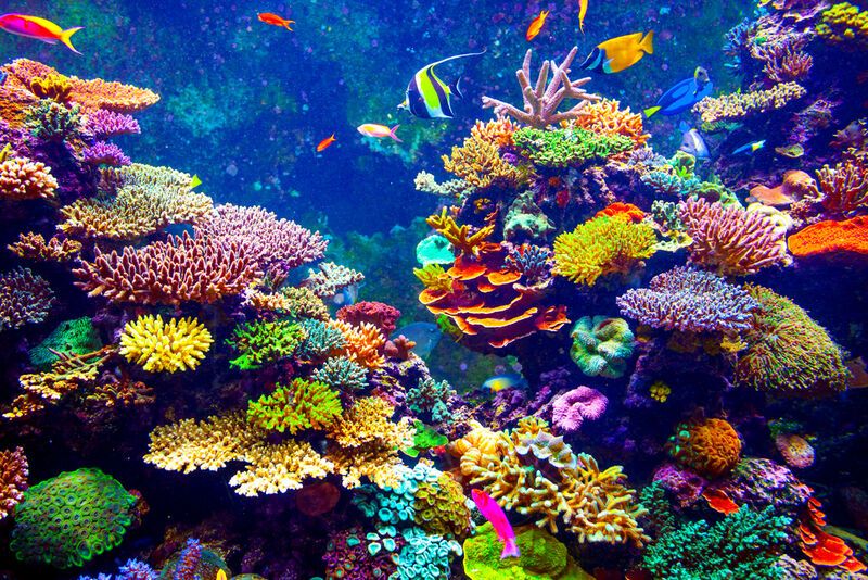 Coral Reef Restoration Projects