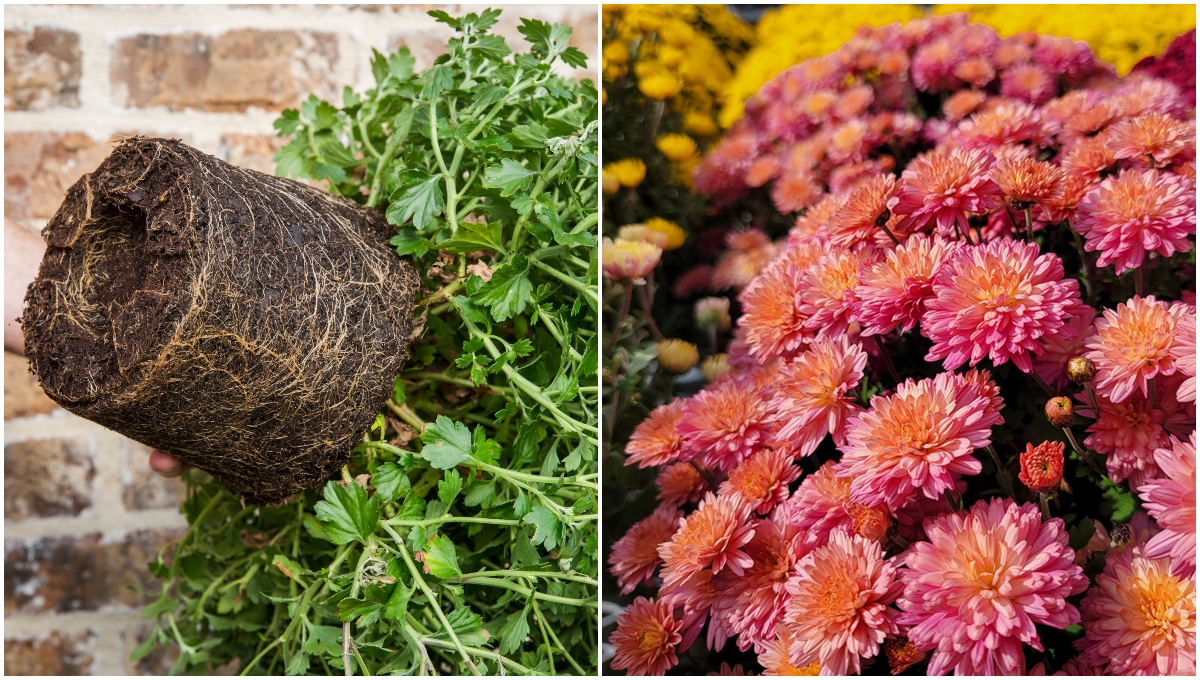 mums-blooms-collage.jpg 3 Tips to Extend Chrysanthemum Blooms & How to Winter Them Over