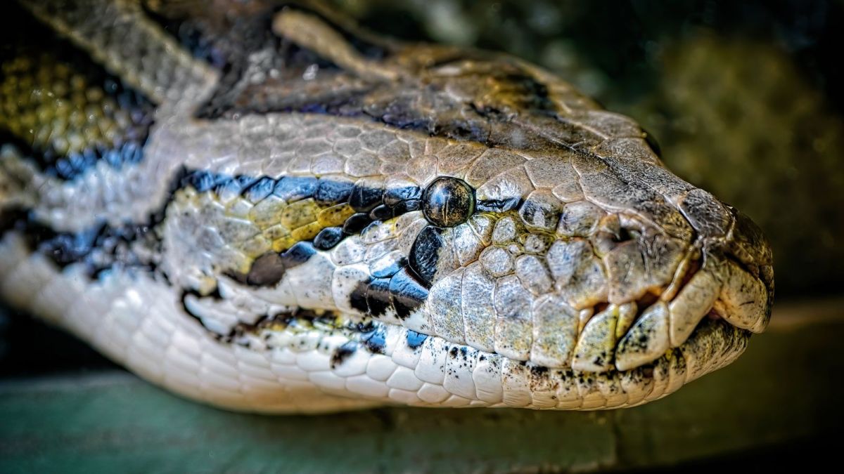 Australia-snake-attack-Boy-bitten-and-dragged-into-swimming-pool.jpgfit12002C675ssl1 Australia snake attack: Boy bitten and dragged into swimming pool by 10ft python | World News