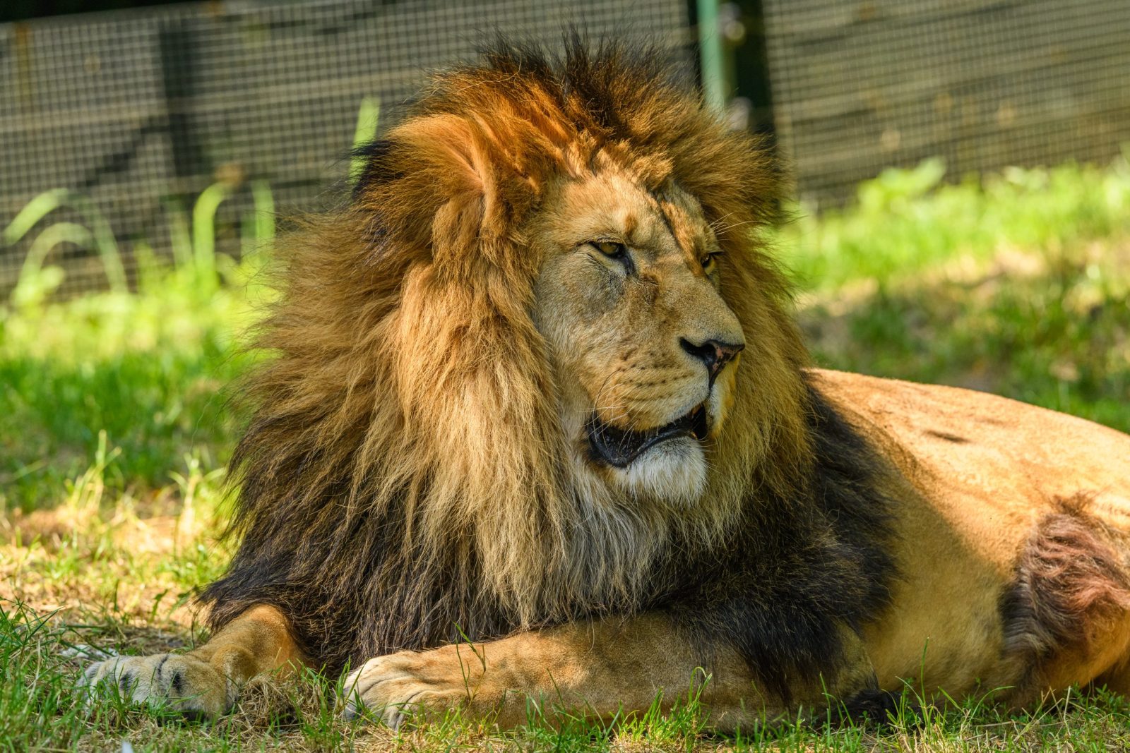 shutterstock_1891952080-scaled-e1669148209953.jpgfit16002C1067ssl1 Protect Remaining Lions in Ukraine, Enforce Animal Protection and Animal Testing Laws Properly in UK, and Ban Dangerous Weed Killer Paraquat: 10 Petitions to Sign this Week to Help People, Animals, and the Planet