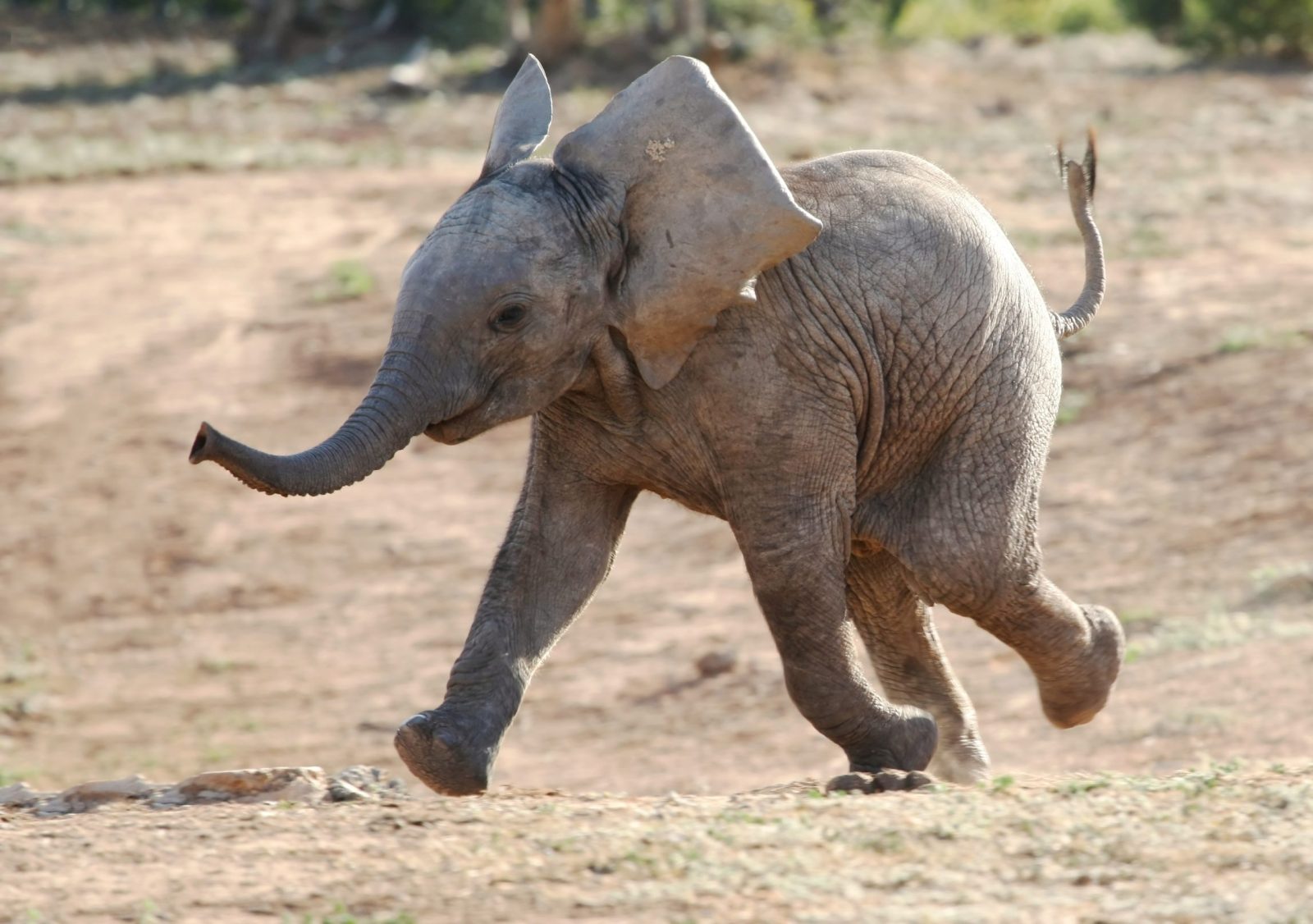shutterstock_60447496-scaled-e1669668958738.jpgfit16002C1126ssl1 Watch This Baby Elephant Tickle Kenyan Journalist [Video]