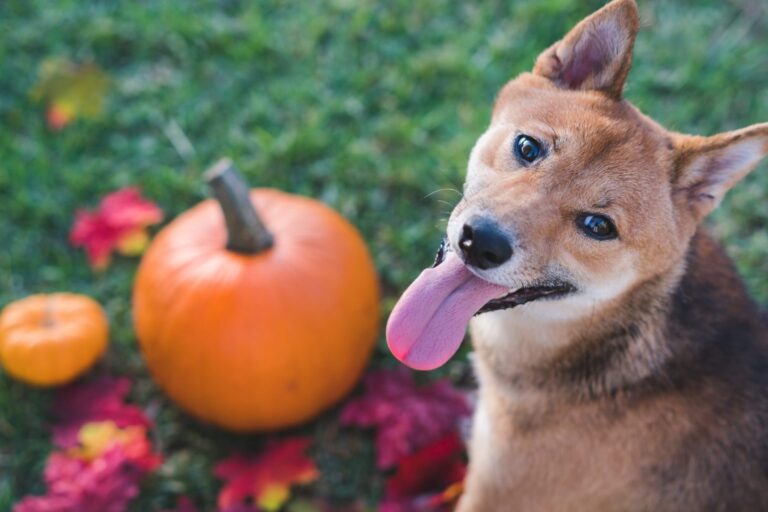 Watch This Pup Get Emotionally Attached to a Pumpkin [Video]