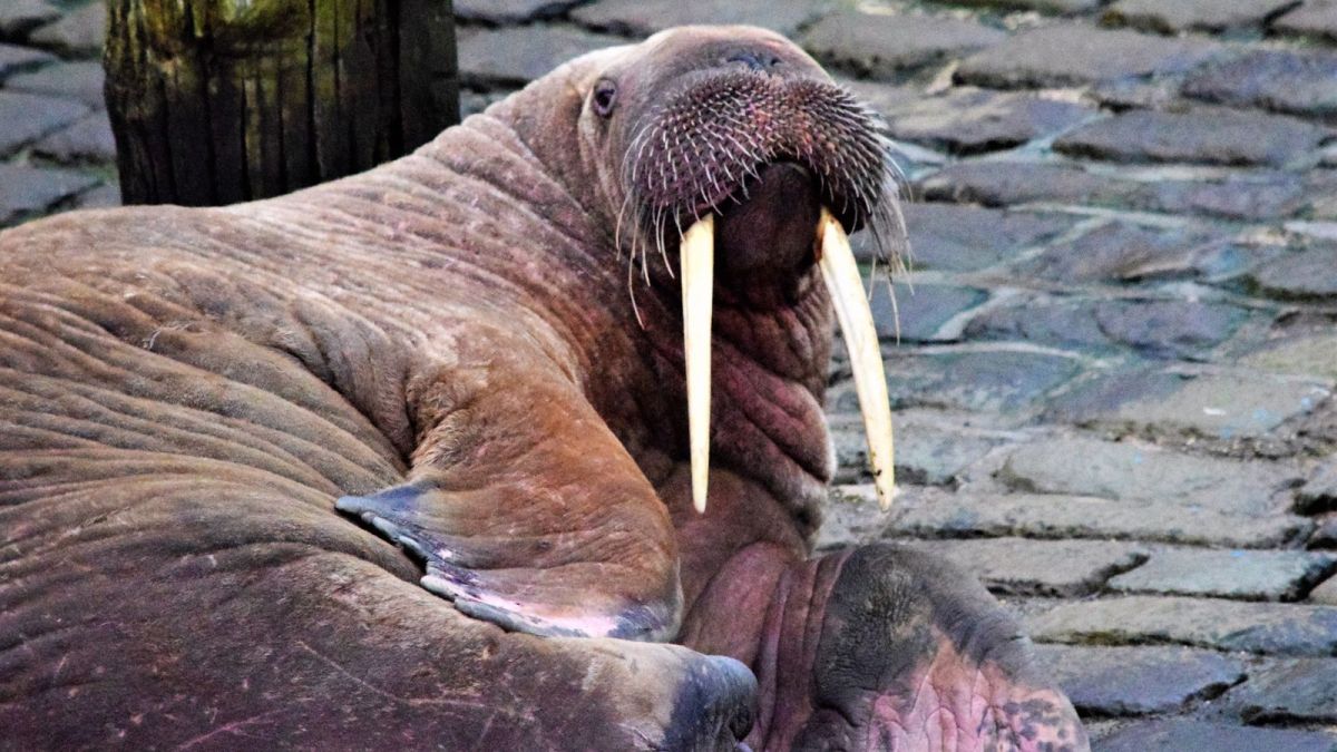 Thor-the-walrus-pops-up-for-New-Year-appearance-in.jpgfit12002C675ssl1 Thor the walrus pops up for New Year appearance in Scarborough | UK News
