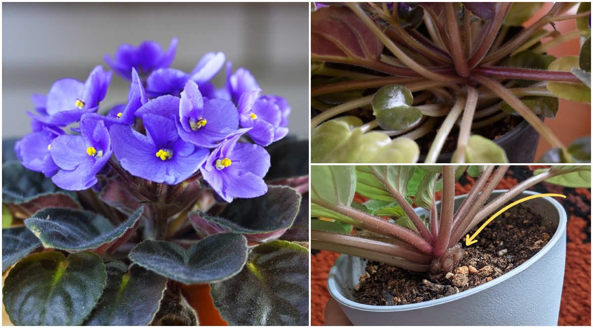 african-violet-mistakes.jpg 9 African Violet Mistakes That Keep Your Plant from Flowering
