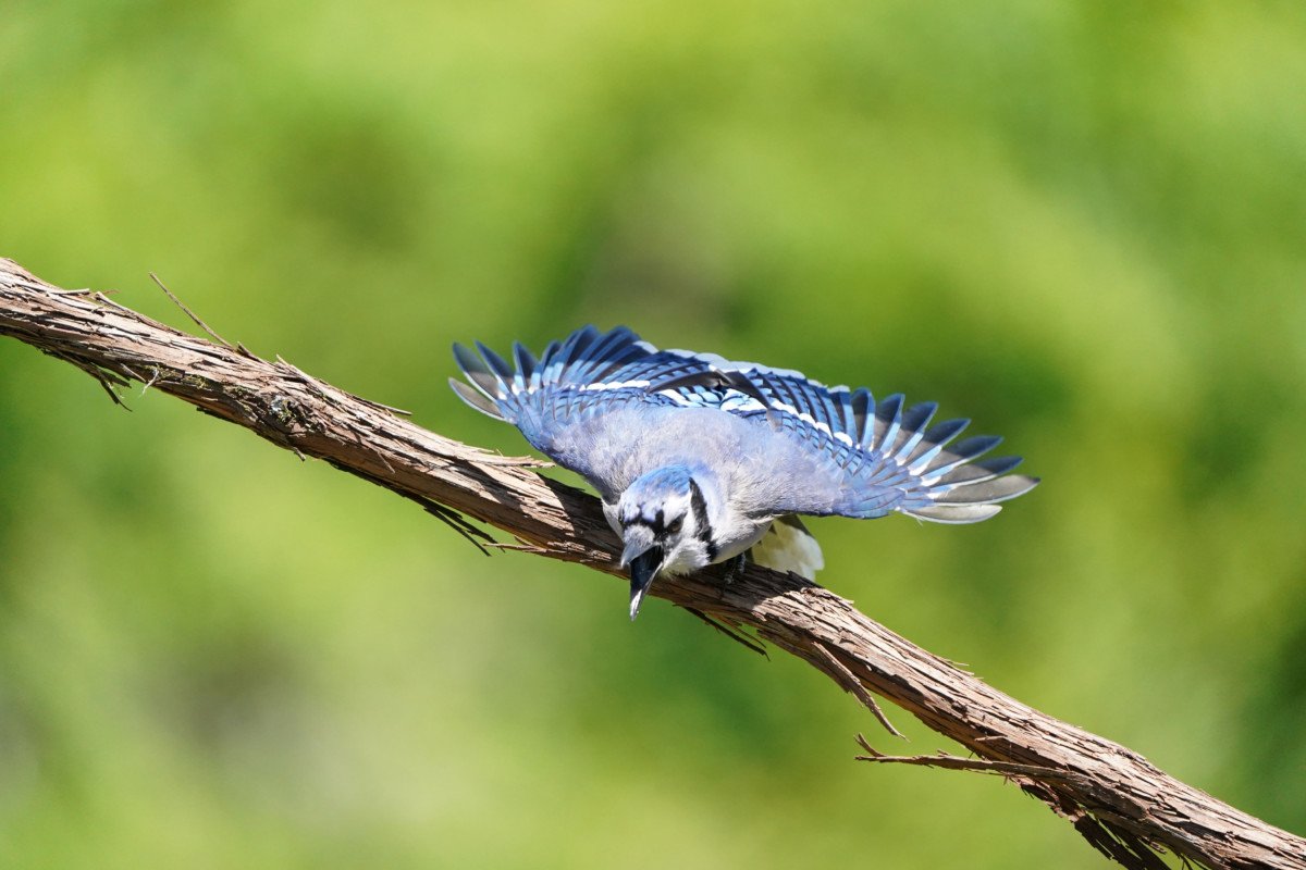 blue-jay-scream.jpg 4 Ways to Deal with Bullying Blue Jays at Your Feeder