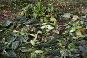 leave-cabbage-leaves-on-the-ground.jpg-300x200 leave-cabbage-leaves-on-the-ground.jpg