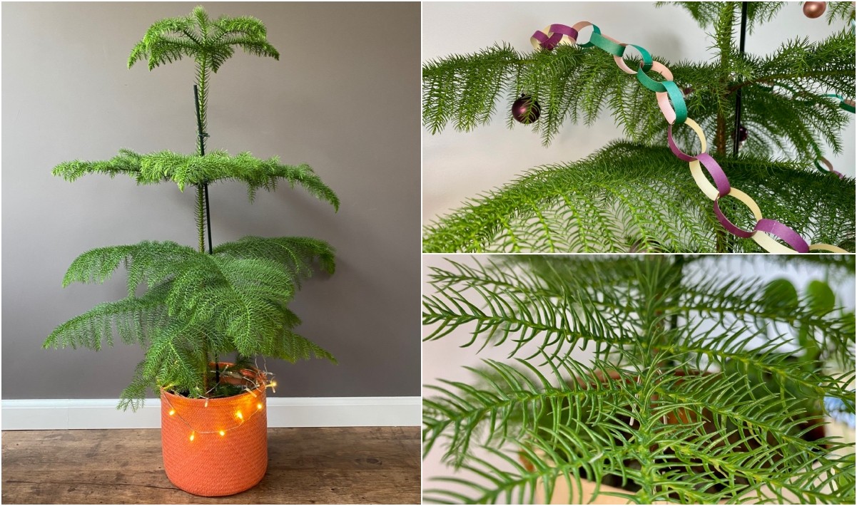 norfolk-island-pine-feature.jpg How To Care For Norfolk Island Pine – The Perfect Christmas Tree Alternative
