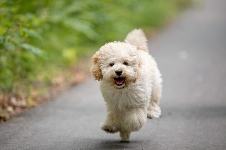 This Dog Smiling on a Coffee Date Will Melt Your Heart [Video]