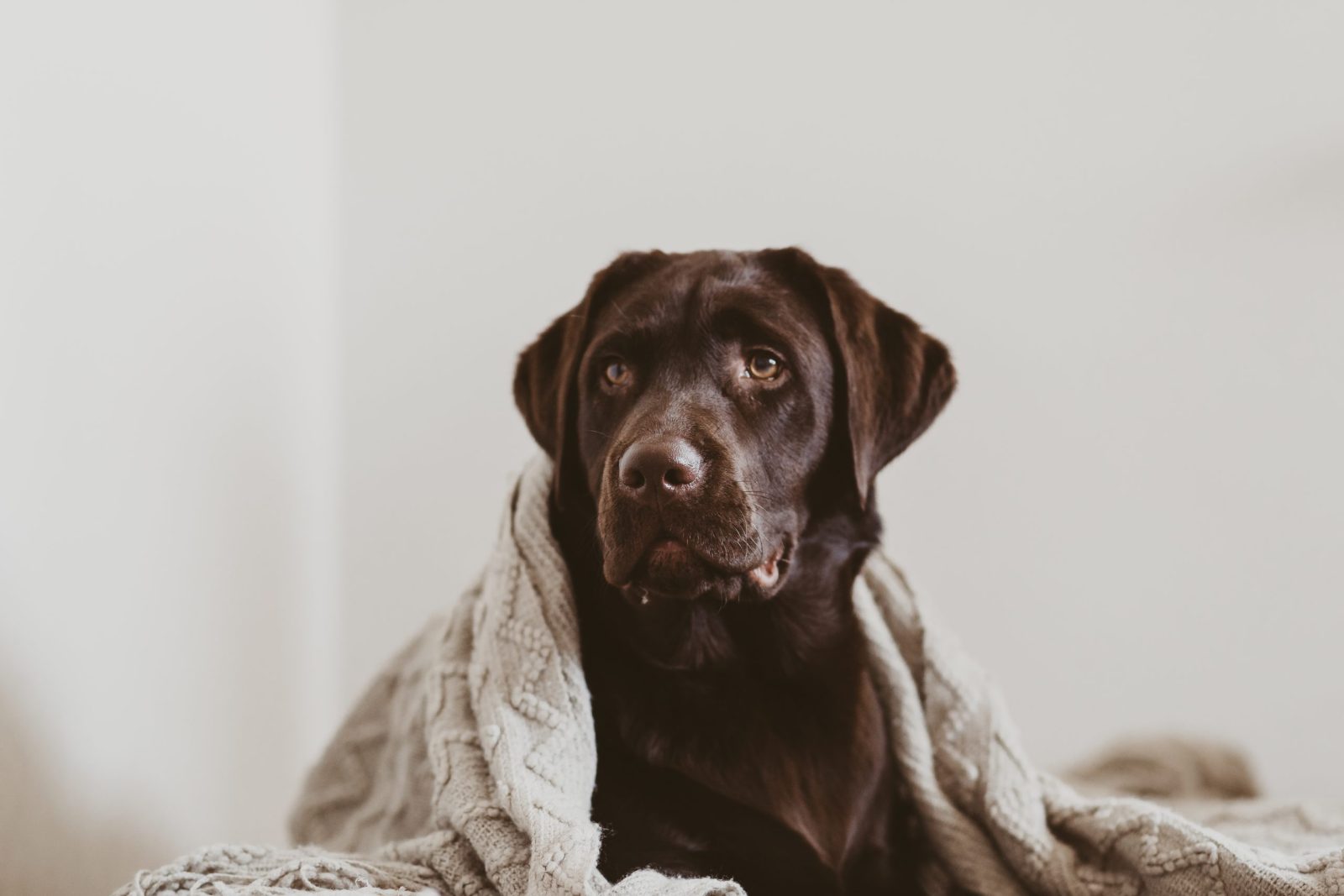 shutterstock_1418177831-scaled-e1671580801510.jpgfit16002C1067ssl1 Sweet Dog Goes Viral For Helping Her Humans with Newborn Babies