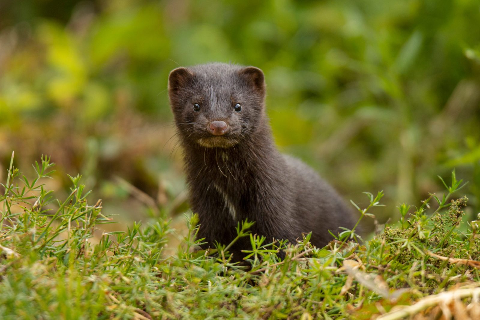 shutterstock_1792096061-scaled-e1671036136348.jpgfit16002C1067ssl1 Petition: Tell Ohio to Stop Killing Mink That Escaped From Deadly Fur Farm