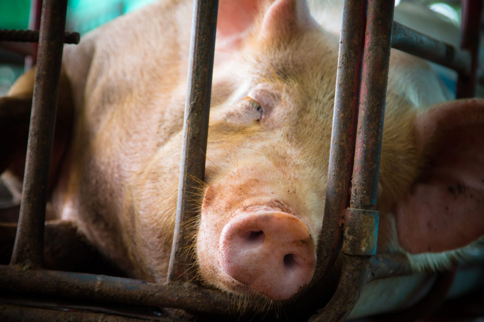 shutterstock_667529797-scaled-e1670375811911.jpgfit16002C1067ssl1 Petition: Tell the Chinese Government to Stop High-Rise Factory Farm From Slaughtering 1.2 Million Pigs Each Year