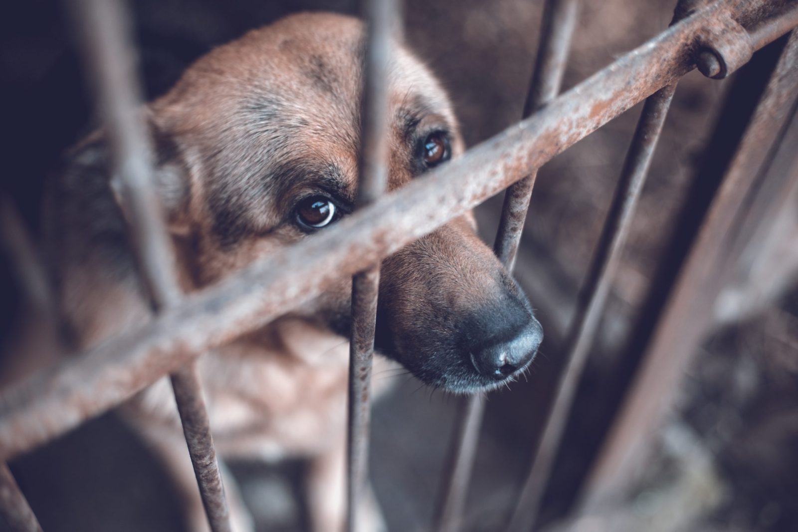 shutterstock_783074461-scaled-e1670374981274.jpgfit16002C1067ssl1 Petition: Tell Australia to Invest in Effective Animal Cruelty Prevention Laws