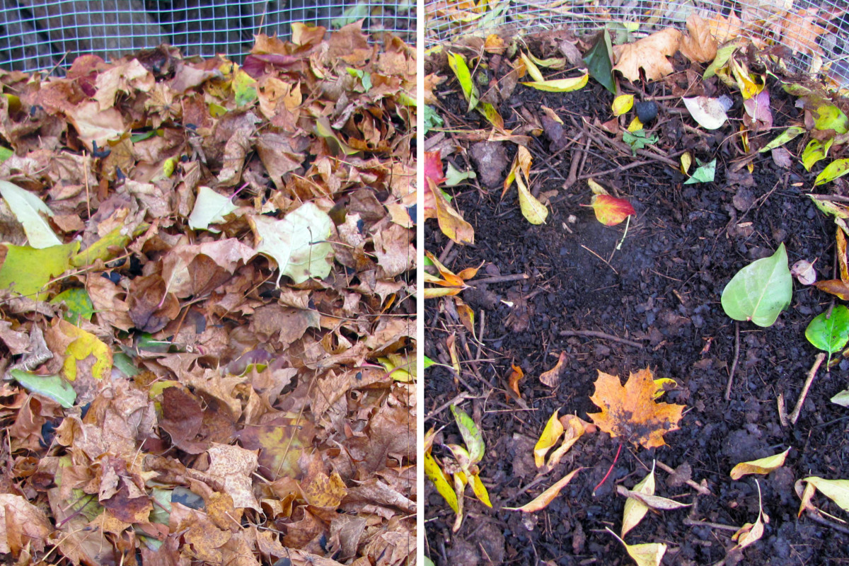 1-Before-After.jpg 5 Ways to Speed Up Your Leaf Mold Pile