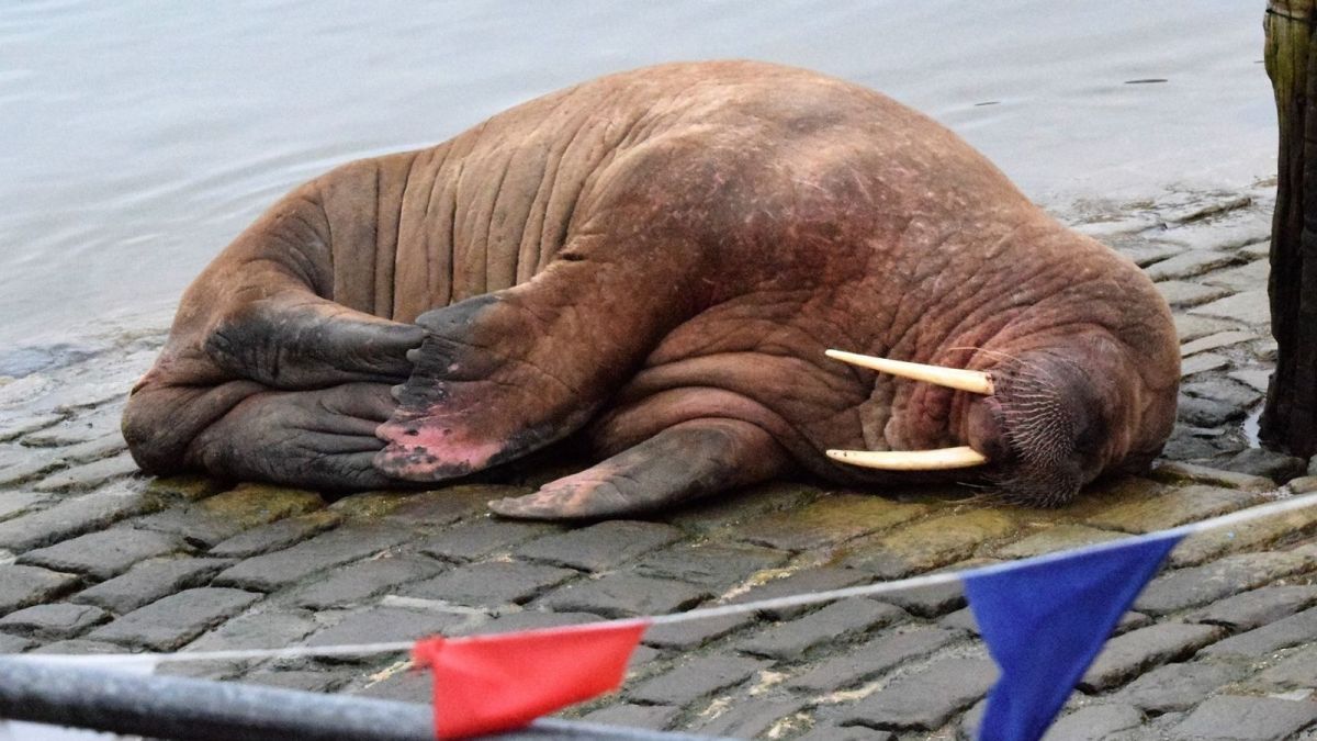 Scarboroughs-New-Year-fireworks-cancelled-to-protect-Thor-the-walrus.jpgfit12002C675ssl1 Scarborough’s New Year fireworks cancelled to protect Thor the walrus | UK News