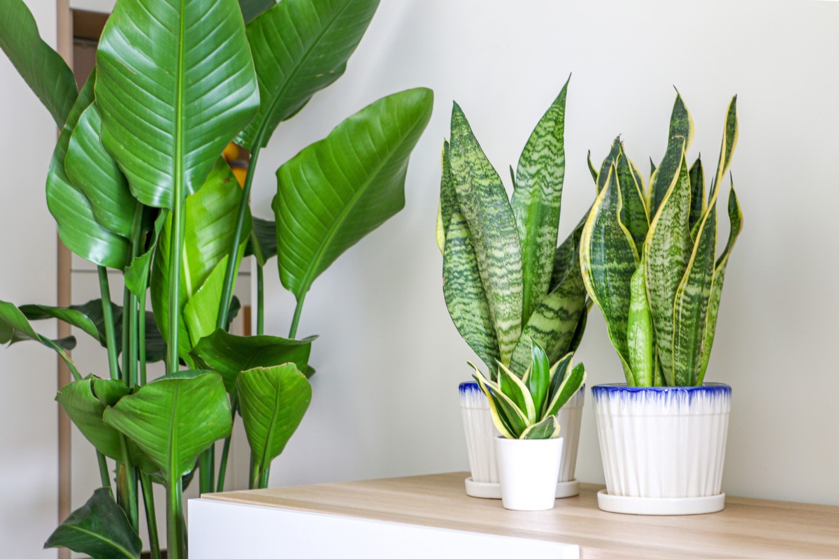 plant-air-hero.jpg No, Houseplants Don’t Purify The Air In Your Home – It’s Bunk