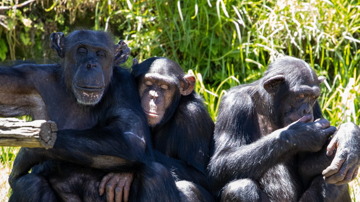 shutterstock_1890671788-1200x675.jpg Petition: Help Shut Down Zoo Where Three Chimpanzees Were Murdered