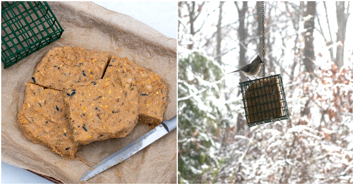 suet-cakes-collage.jpg 4 Ingredient DIY Suet Cakes Backyard Birds Will Love