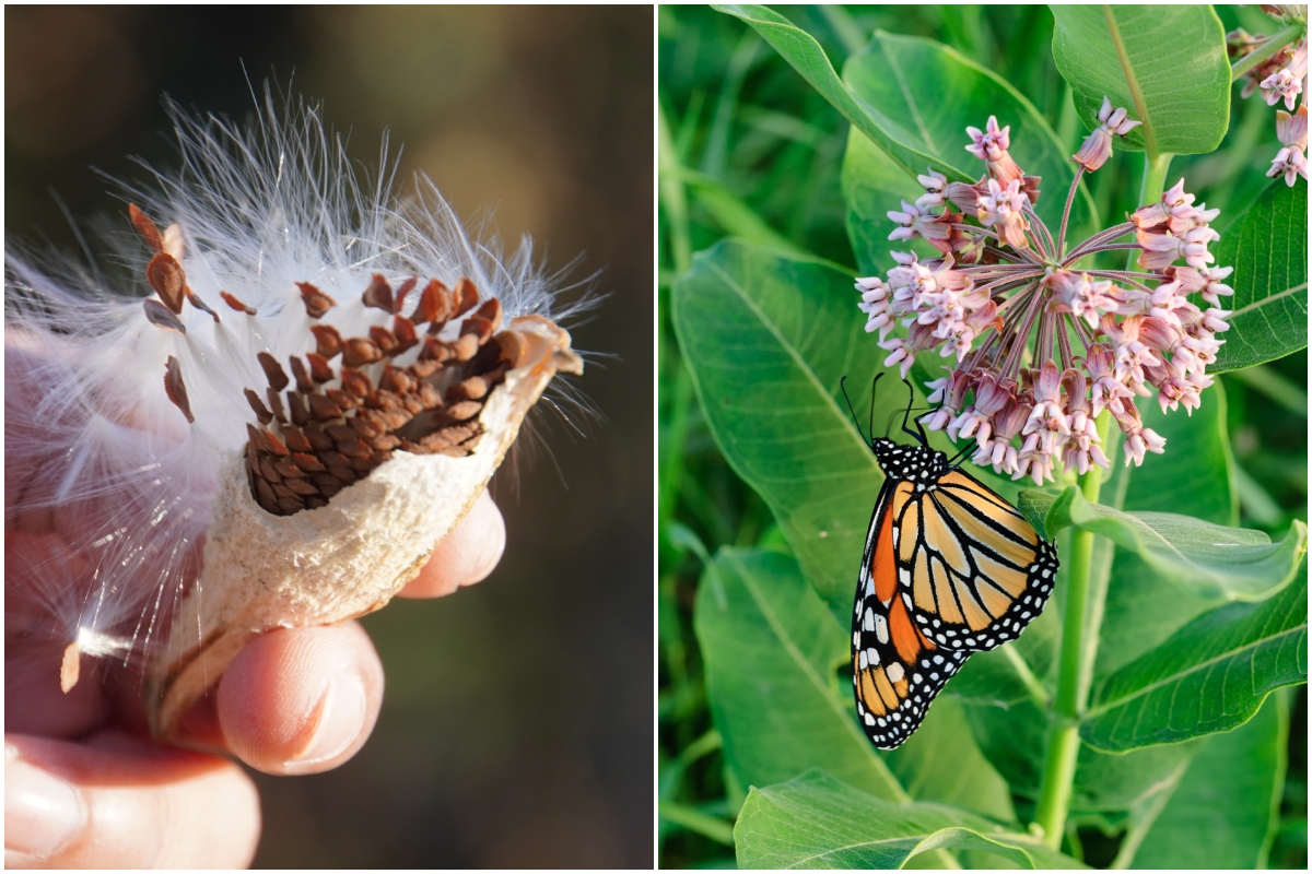 milkweed-feature.jpg How To Collect & Grow Milkweed Seeds to Save the Monarch Butterfly