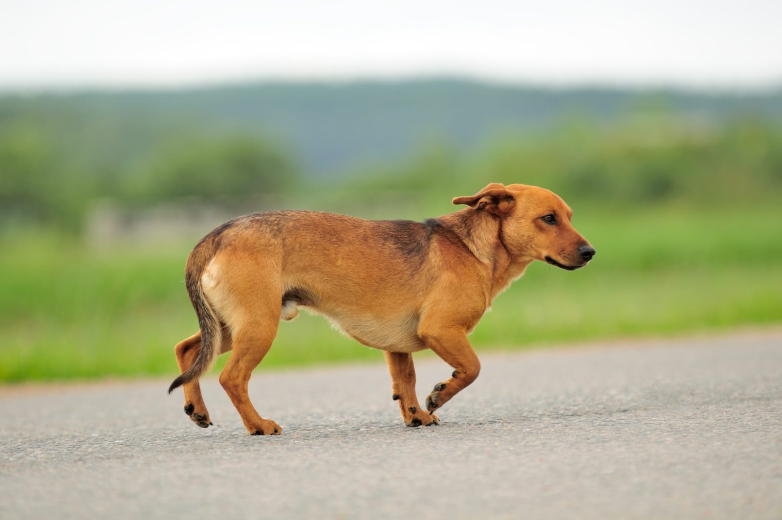 shutterstock_109770833-scaled-e1676334969807.jpgfit16002C1063ssl1 Newly Adopted Dog Goes Missing and Turns Back up at Shelter 10 Miles Away