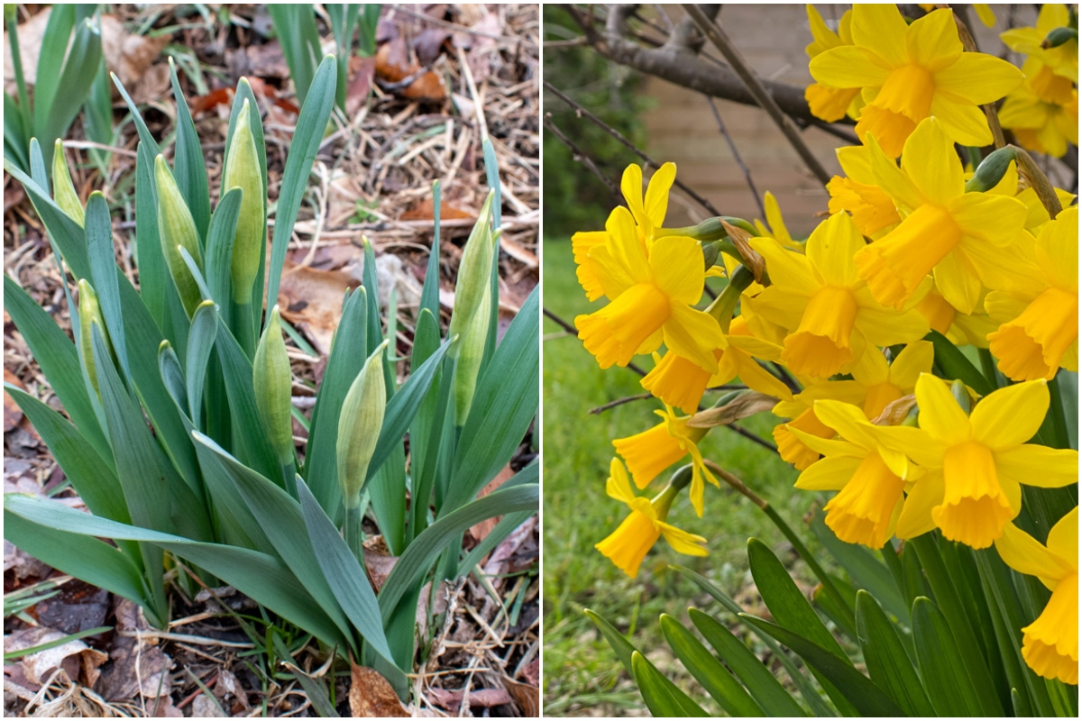 daffodils-feature.jpg 9 Things Every Gardener Needs to Know About Daffodils