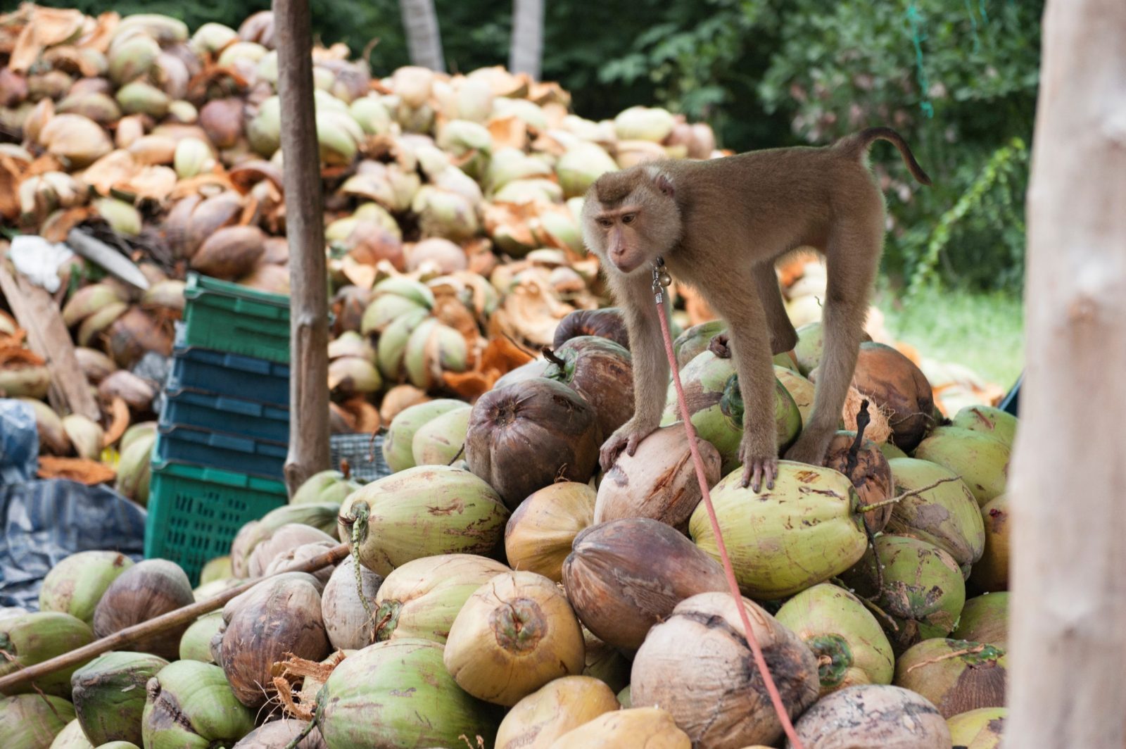shutterstock_1150062323-scaled-e1678921564435.jpgfit16002C1064ssl1 Finally! HelloFresh Will Stop Sourcing Coconuts From Thailand Over Animal Cruelty Concerns
