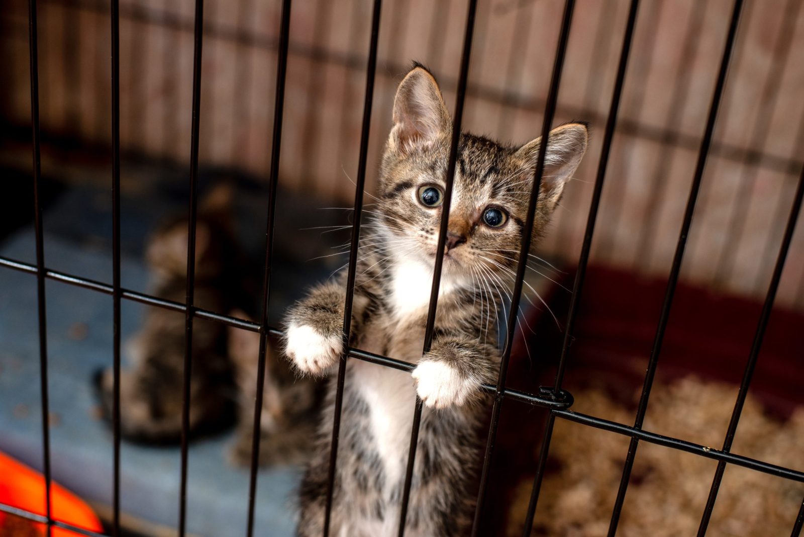 shutterstock_1831343638-scaled-e1679846526194.jpgfit16002C1068ssl1 Animal Rights Activist Raises Questions about Humane Society of New York’s Pet Adoption Process