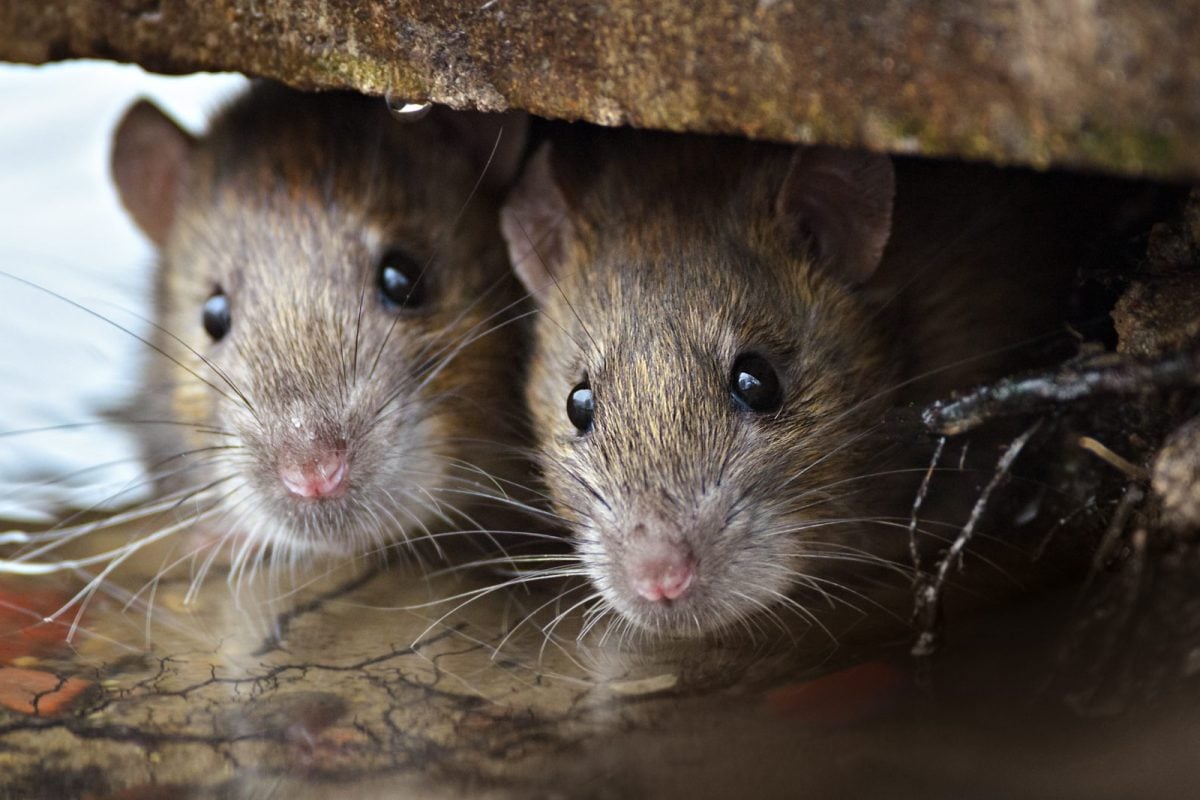 shutterstock_295110965-e1679686744478-1200x800.jpg Are Rodents Really Our Enemies? Unpacking the Concept of ‘Pests’ in Bethany Brookshire’s Latest Book