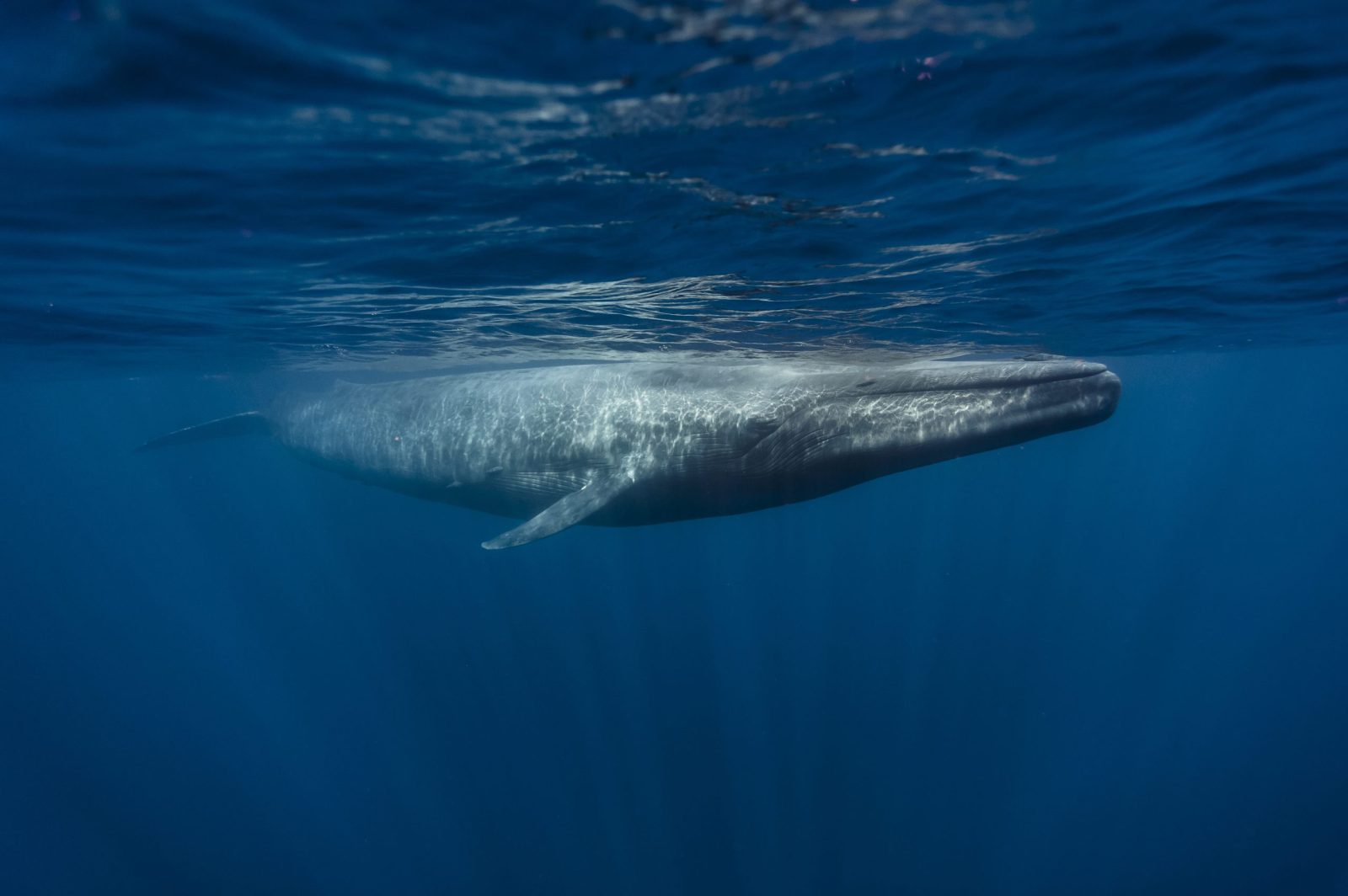 shutterstock_565369243-scaled-e1677797440340.jpgfit16002C1064ssl1 Whale Songs Reveal Secrets of Blue Whale Behavior in New Zealand Waters