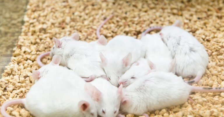 Ultrasound Pulses to Brain Send Mice Into a Hibernation-Like State