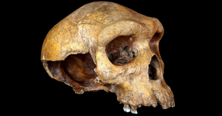 Humanity’s Ancestors Nearly Died Out, Genetic Study Suggests